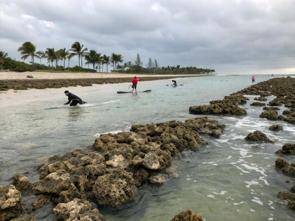 Where Are Oyster Beds Located in Miami’s Surf Spots